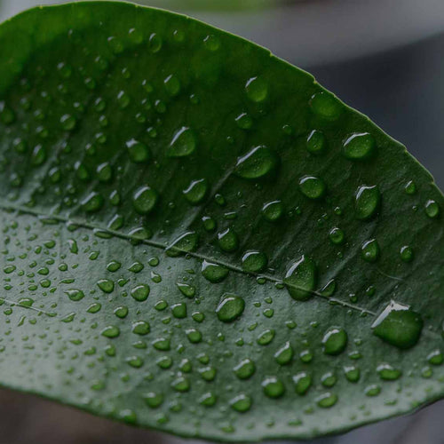 Closeup of a clean, shiny houseplant leaf with droplets of water on it