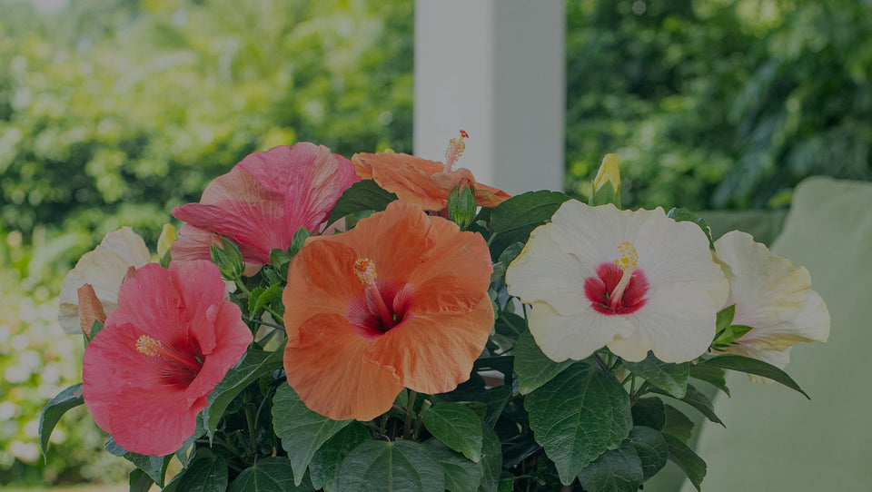 Pink, Peach, and White HibisQs hybrid Hibiscus varieties in a planter on a patio table