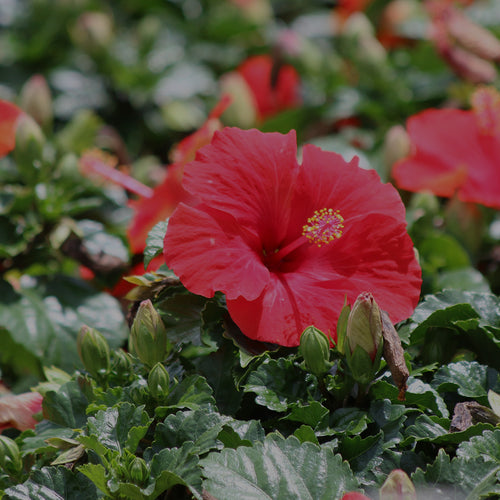 Field shot of red tropical hibiscus (hibiscus rosa-sinensis) with several open flowers