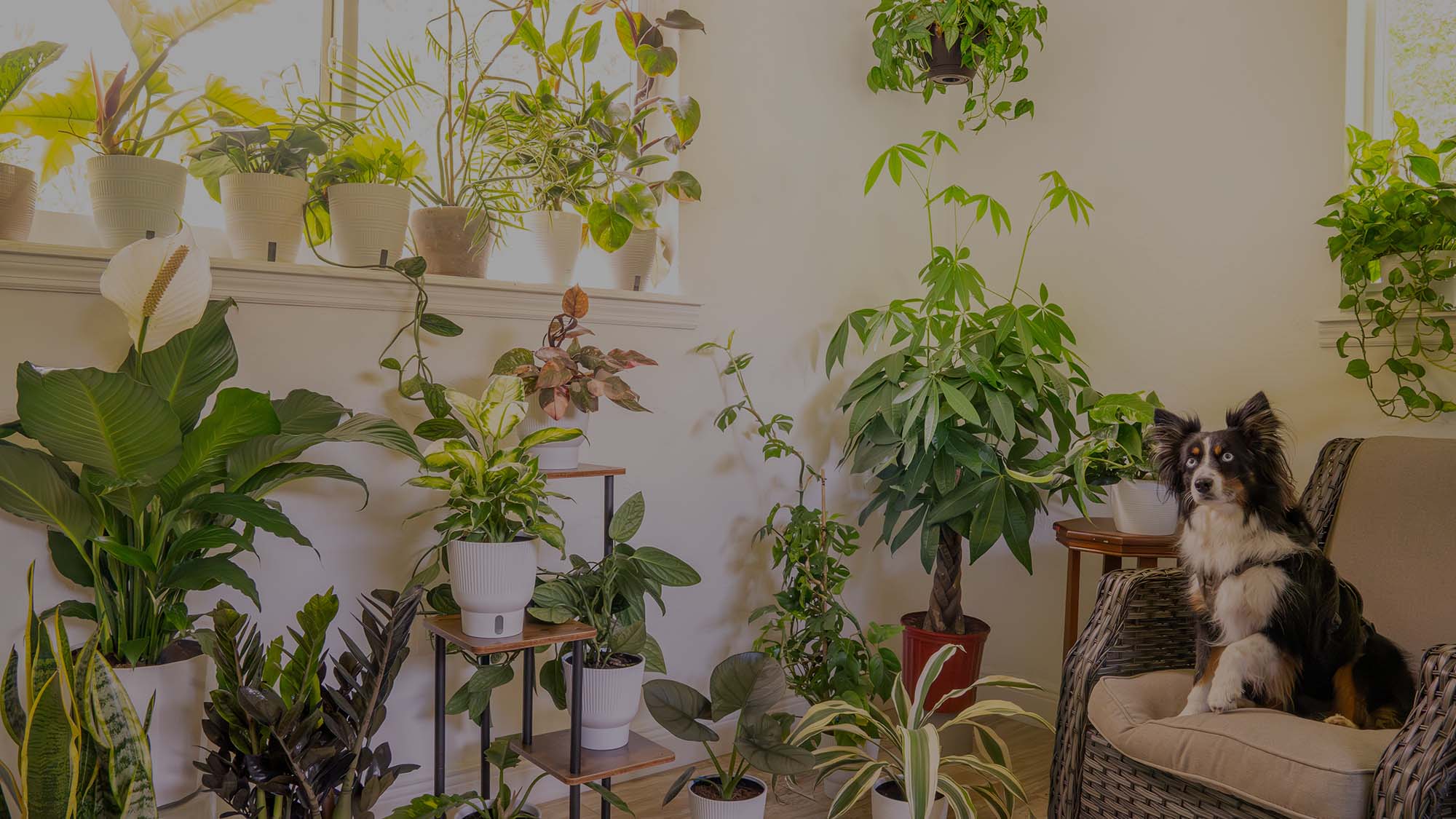 Are You a Plant Collector?  Costa Farms