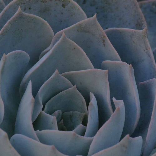 Closeup of Echeveria succulent houseplant with blue-gray leaves