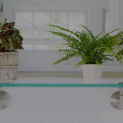 Glass bathroom shelf with Rex Begonias houseplants and Lemon button fern in rustic, handmade pots