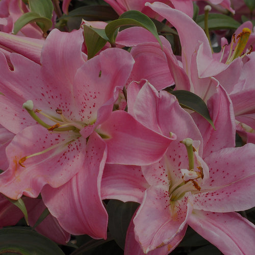 Closeup of perennial pink Oriental Lily in garden