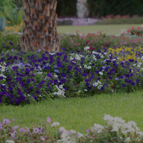 Summer flower garden with blue and white petunias, yellow violas, and other flowers with lawn in front and behind the garden