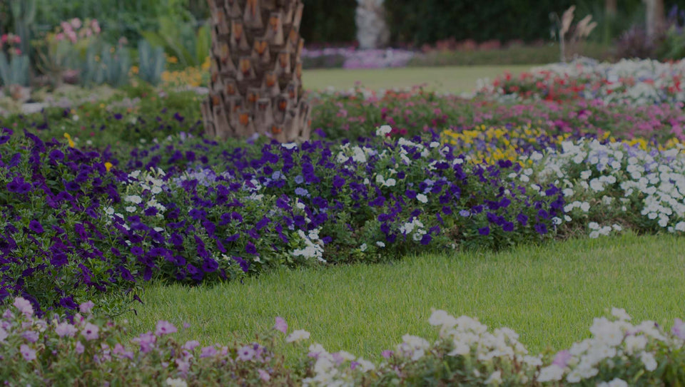 Summer flower garden with blue and white petunias, yellow violas, and other flowers with lawn in front and behind the garden