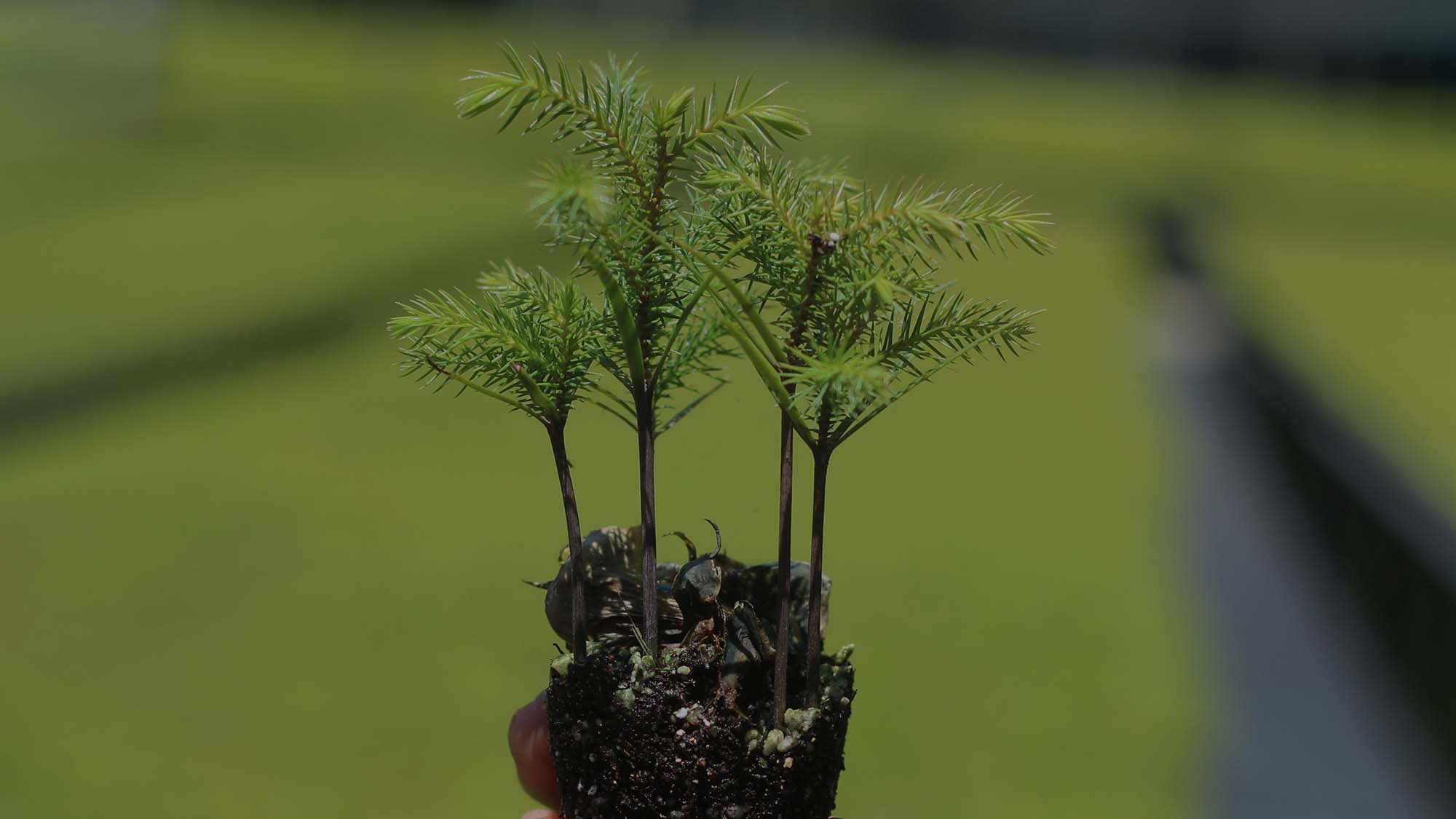 The Surprising Life of a Norfolk Island Pine  Costa Farms