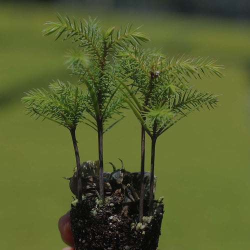 Norfolk Island Pine seedlings in plug with soft-focus field of more baby Norfolk Island Pine seedlings at Costa Farms in the background