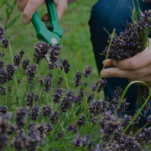 Image of a woman pruning Lavender plant with green pruning shears outdoors in the garden
