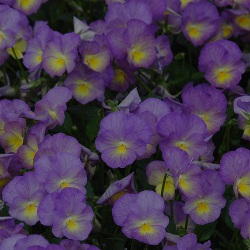 Mid-range picture of blue-and-yellow viola, a spring-blooming flower.
