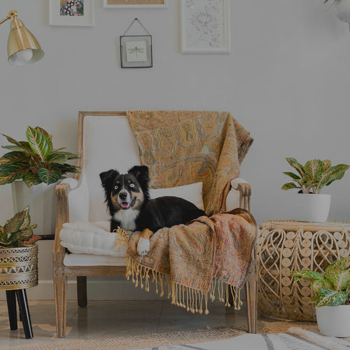 Living room with various houseplants including colorful aglaonema varieties in medium and large pots around a chair with a dog