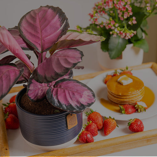 Calathea Pink Star in blue ceramic planter on Mother's Day Breakfast tray with pancakes and strawberries