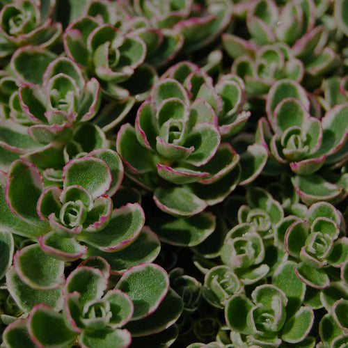 Close up image of perennial Sedum spurium Tricolor in garden as groundcover