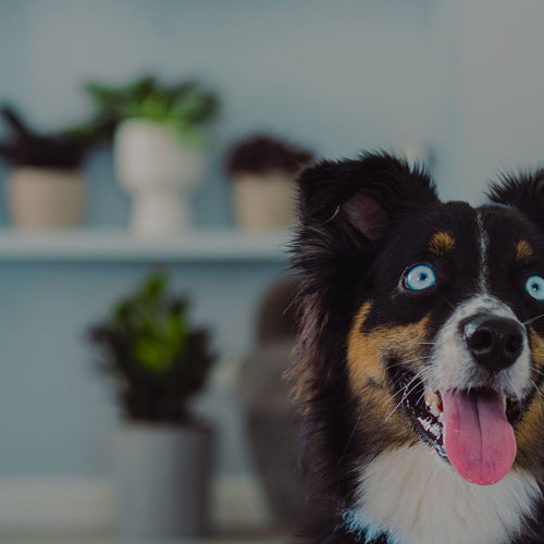 Black dog with blue eyes in a room with houseplants 