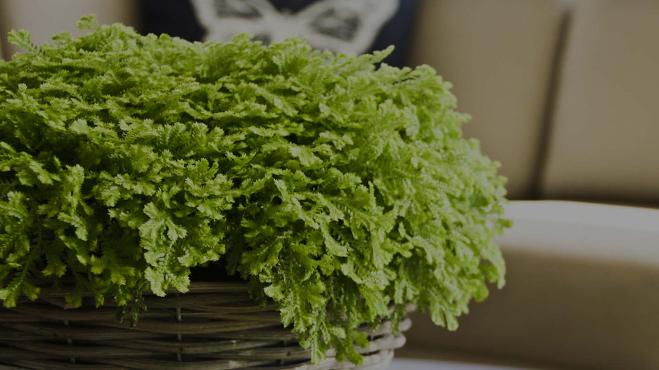 Closeup of Selaginella Moss in a wicker basket on a coffee table in a living room with a tan sofa