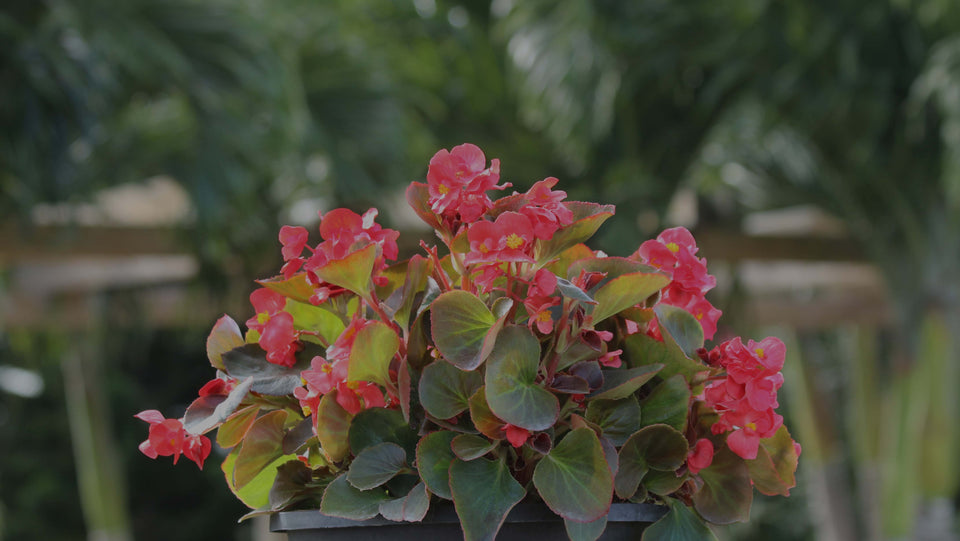 Begonia Senator Red in pot on patio table in fall garden
