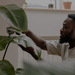 Featured image Blog - man taking care of white bird of paradise plant