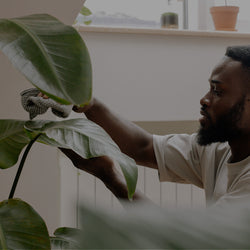 man taking care of white bird of paradise plant 