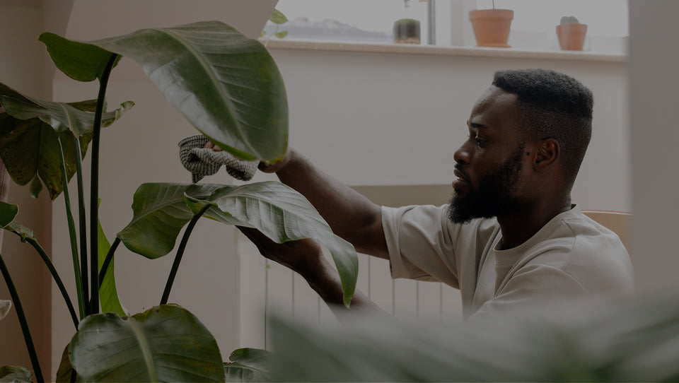man taking care of white bird of paradise plant
