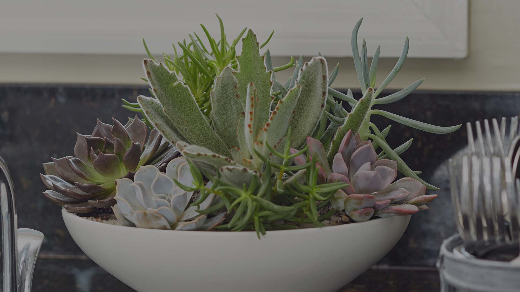 The Succulent Bowl and the Wild Ride  Costa Farms