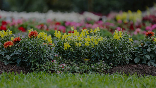 Spring flower garden with some lawn planted with orange Dahlia and yellow Snapdragon