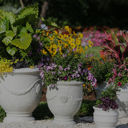 Group of white-glazed terra-cotta container gardens in landscape with Alocasia, Lysimachia, Angelonia, Calibrachoa, Cordyline, and other plants on a white gravel pathway