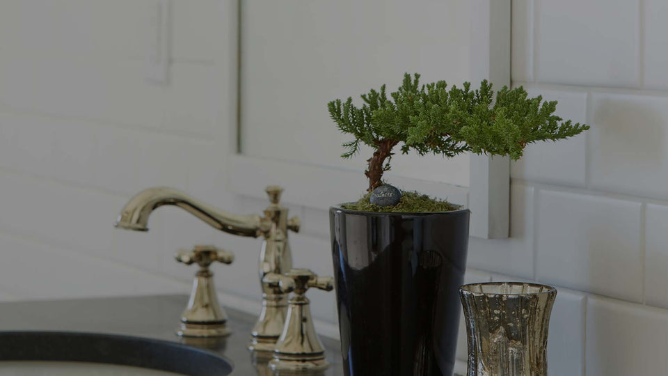 Juniper bonsai plant in black ceramic container on bathroom counter next to silver faucet