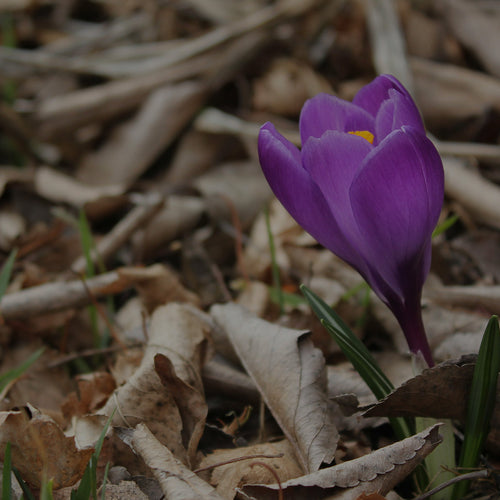 Purple Crocus plant emerging from soil covered in leaves in early spring