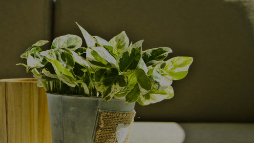 Closeup of variegated houseplant Pothos Pearls and Jade with green-and-white leaves in a tin container in front of a tan sofa