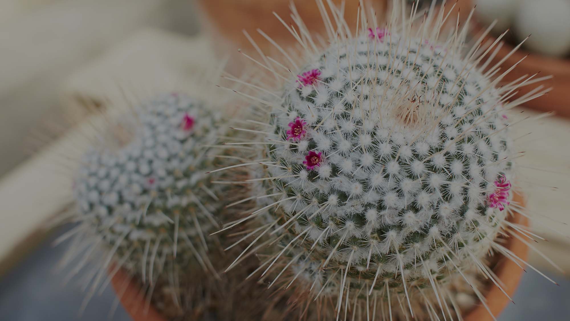 The Wacky Personalities of Cacti – Costa Farms