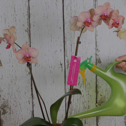 Watering Moth Orchid (Phalaenopsis) with green watering can