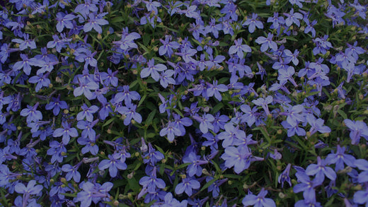 Closeup of many blue Lobelia erinus flowers in a flower garden at Costa Farms