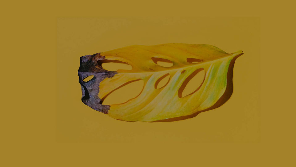 Yellowed Monstera adansonii leaf on yellow background