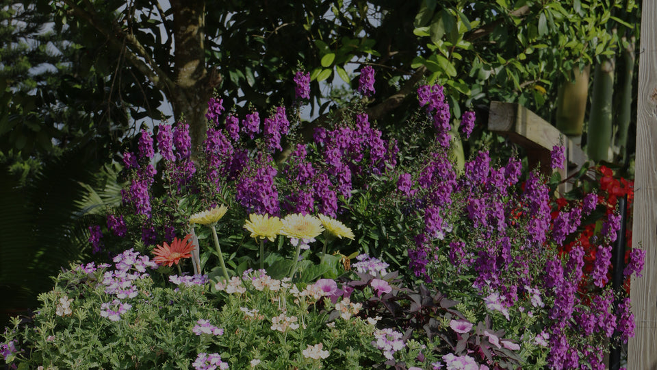Mixed container garden with purple angelonia, yellow gerbera, pink verbena, and purple sweet potato vine