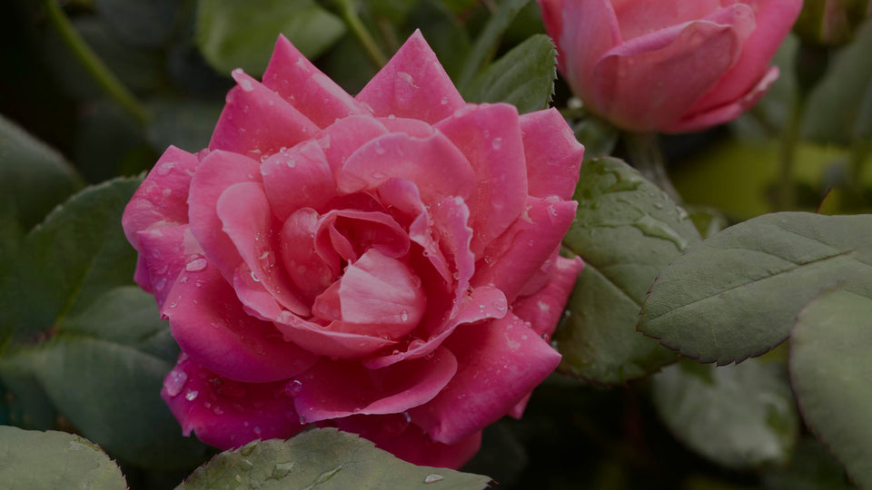 Close up of double pink Knock Out rose in perennial garden