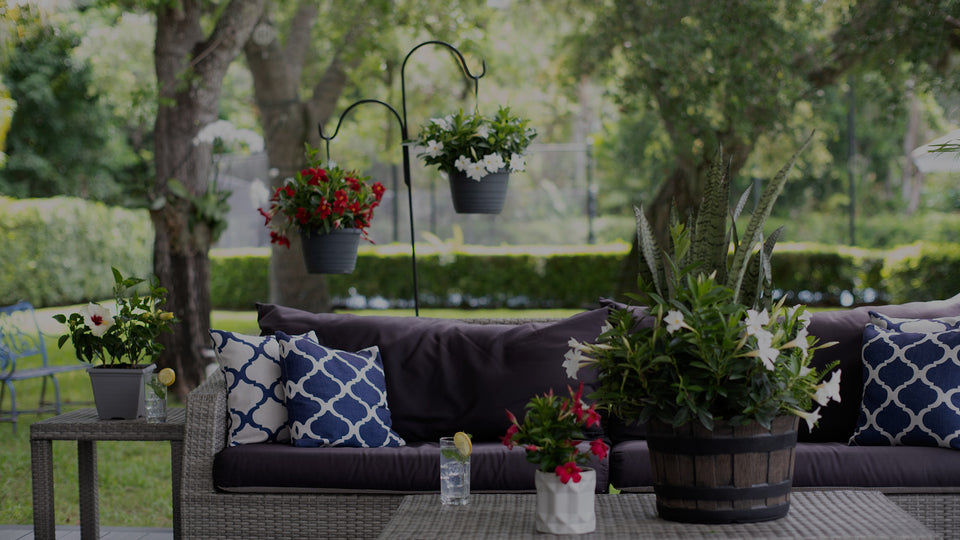 Patio with wicker patio furniture  with containers of Hibiscus, Mandevilla, and other plants, as well as glasses of lemonade