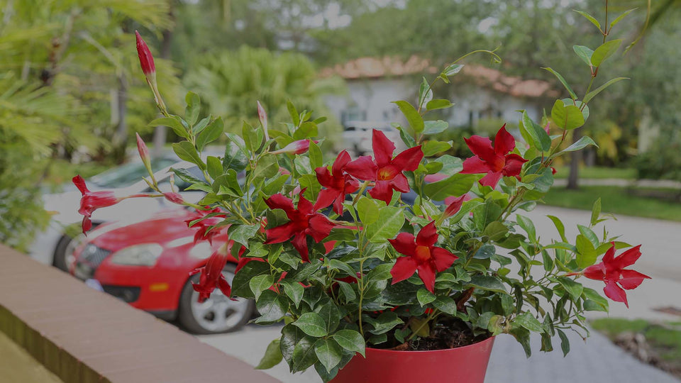 Close up of red mandevilla on balcony in front of parked cars