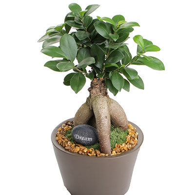 Ginseng Ficus