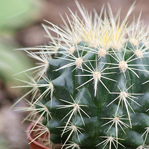 Golden Barrel Cactus