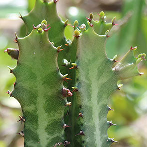 Candelabra Cactus