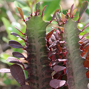 Red African Milk Tree