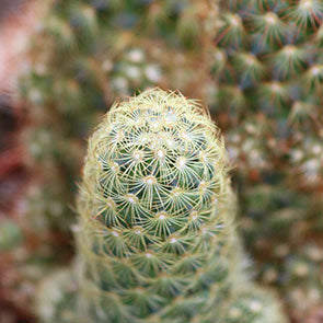 Ladyfinger Cactus