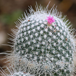 Twin-Spine Cactus