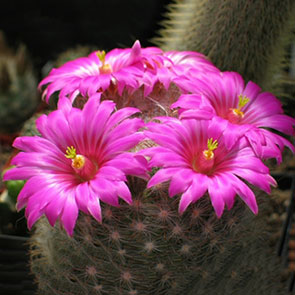 Mammillaria guelzowiana