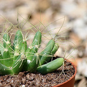 Pineapple Cactus