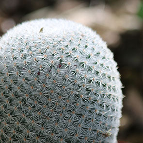 Mammillaria mystax