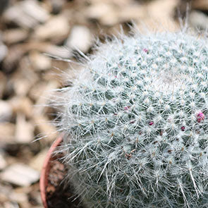 Owl-Eye Cactus