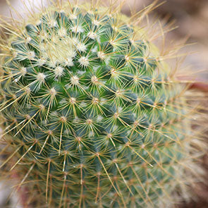 Pincushion Cactus