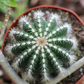 Balloon Cactus