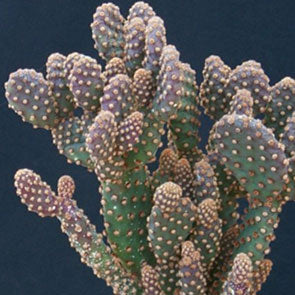 Opuntia microdasys var. rufida