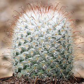 Parodia aureispina